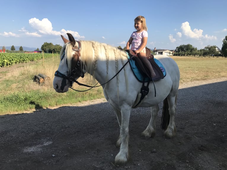 Tinker Caballo castrado 14 años 145 cm Pío in Offenburg