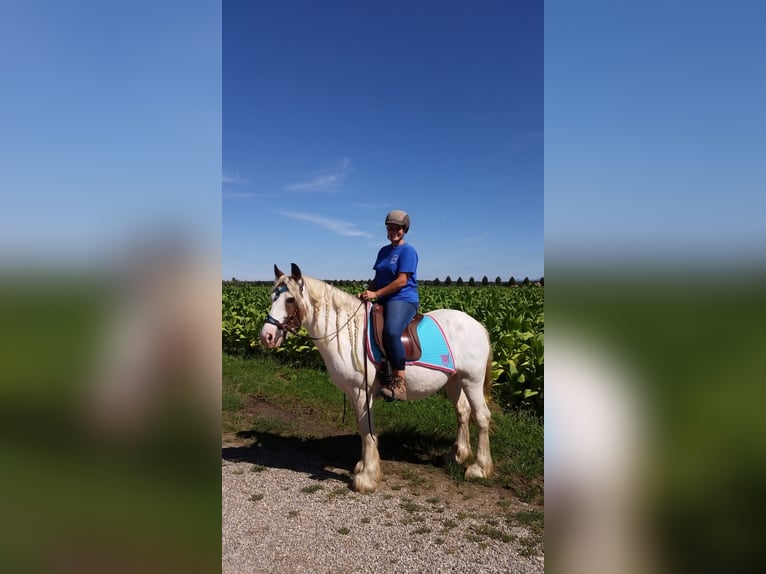 Tinker Caballo castrado 14 años 145 cm Pío in Offenburg