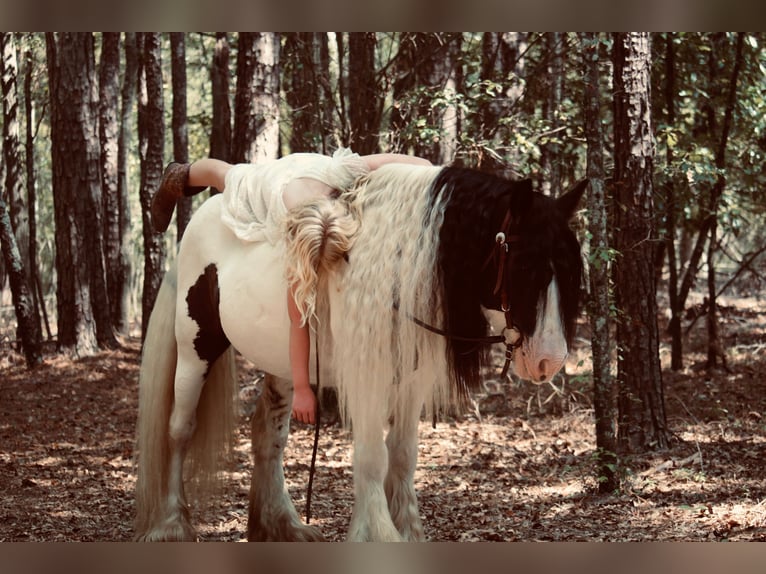 Tinker Caballo castrado 14 años 147 cm Pío in Ridgeville