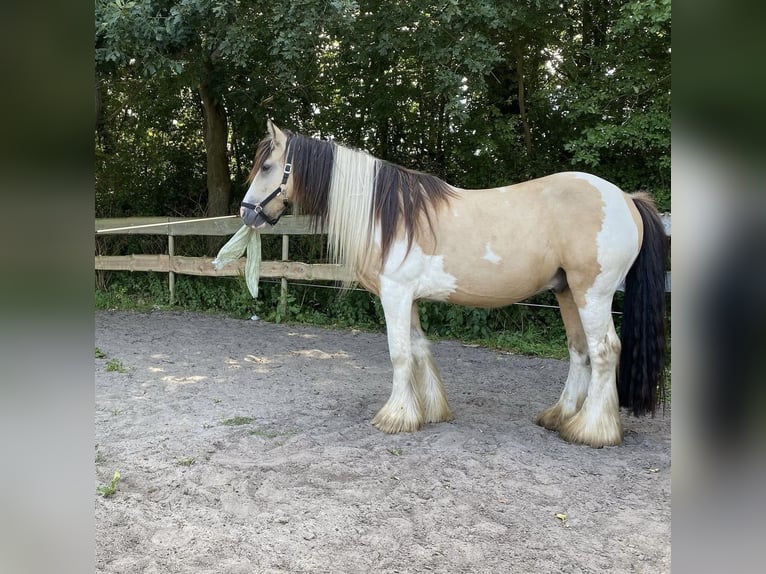 Tinker Caballo castrado 14 años 154 cm Buckskin/Bayo in Roosendaal