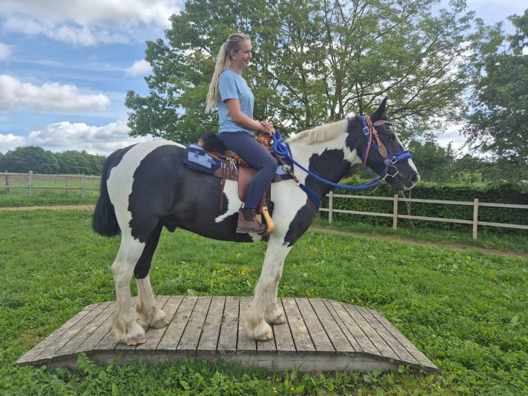 Tinker Mestizo Caballo castrado 14 años 156 cm Pío in Linkenbach