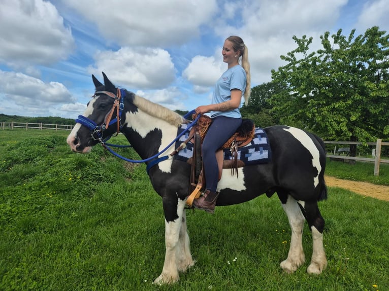 Tinker Mestizo Caballo castrado 14 años 156 cm Pío in Linkenbach