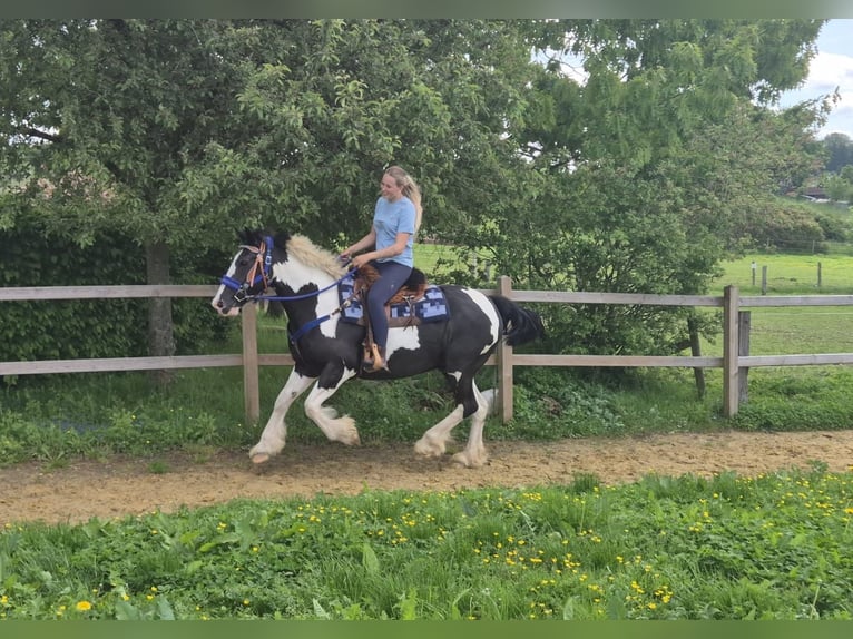 Tinker Mestizo Caballo castrado 14 años 156 cm Pío in Linkenbach