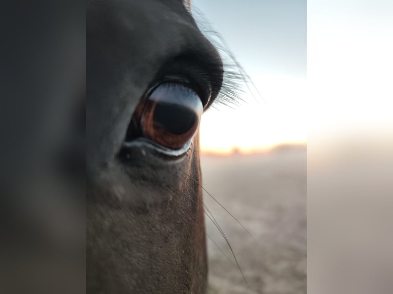 Tinker Mestizo Caballo castrado 14 años 161 cm Castaño oscuro in Stahnsdorf