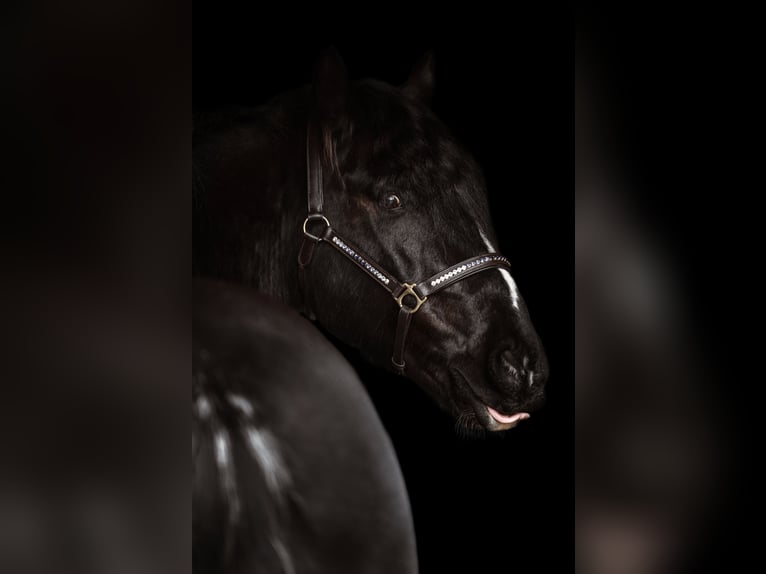 Tinker Mestizo Caballo castrado 14 años 161 cm Castaño oscuro in Stahnsdorf