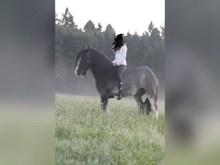 Tinker Caballo castrado 15 años 155 cm Negro in Aschau im Burgenland