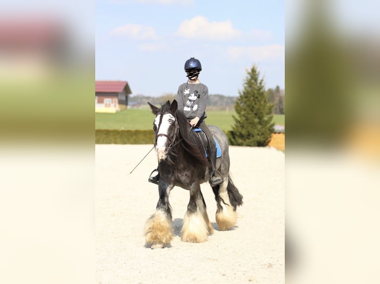 Tinker Caballo castrado 15 años 155 cm Negro in Aschau im Burgenland