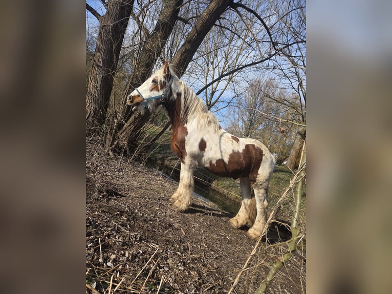 Tinker Caballo castrado 15 años 155 cm Pío in Weberstedt