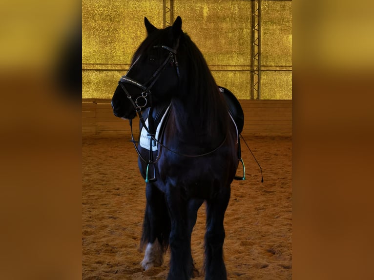 Tinker Mestizo Caballo castrado 15 años 161 cm Castaño oscuro in Stahnsdorf