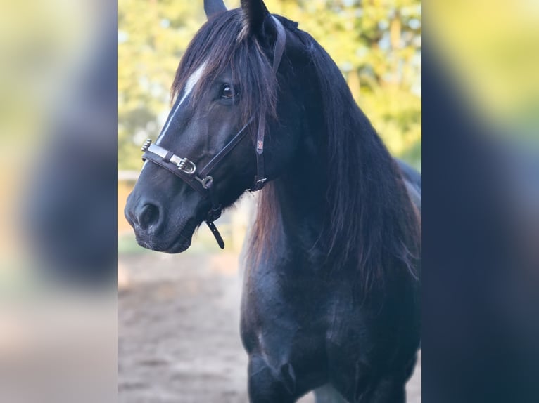Tinker Mestizo Caballo castrado 15 años 161 cm Castaño oscuro in Stahnsdorf