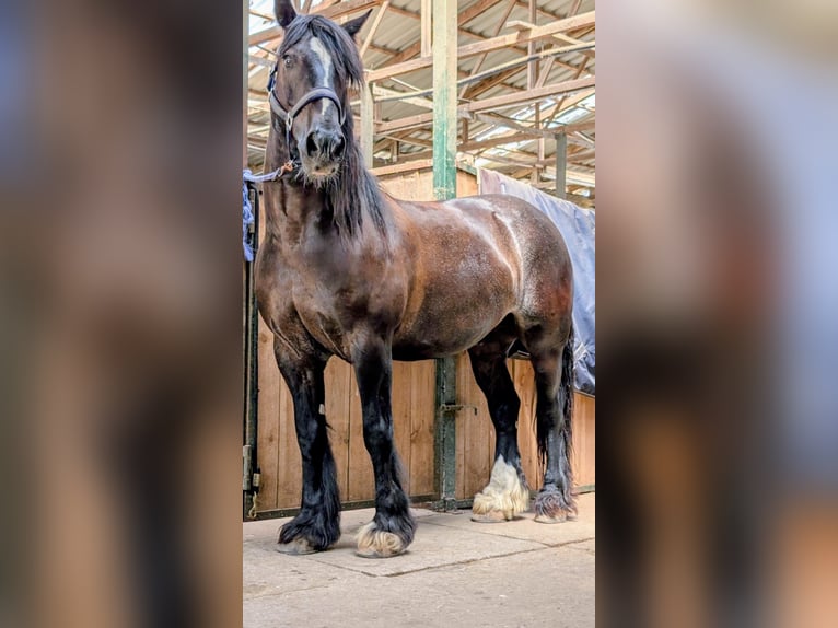 Tinker Mestizo Caballo castrado 15 años 161 cm Castaño oscuro in Stahnsdorf
