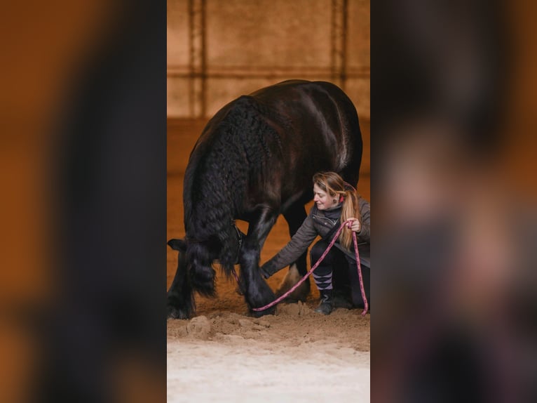 Tinker Mestizo Caballo castrado 15 años 161 cm Castaño oscuro in Stahnsdorf