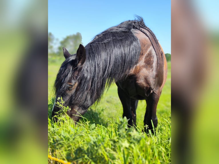 Tinker Mestizo Caballo castrado 15 años 161 cm Castaño oscuro in Stahnsdorf