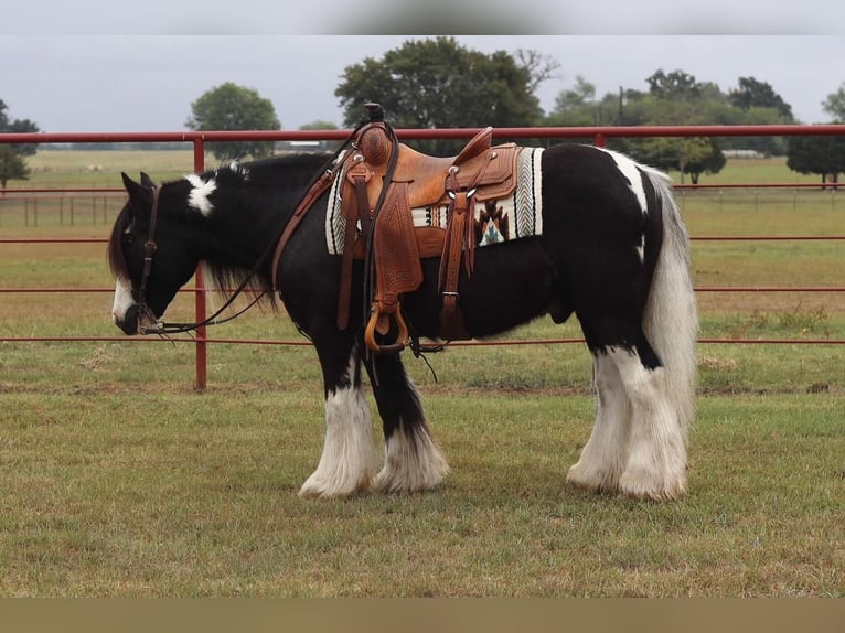 Tinker Caballo castrado 15 años in Grand Saline, TX