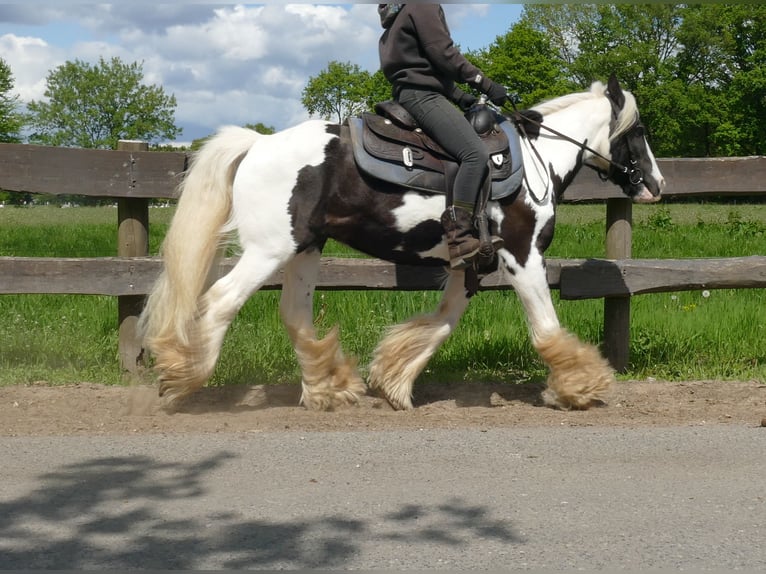 Tinker Caballo castrado 16 años 137 cm Pío in Lathen