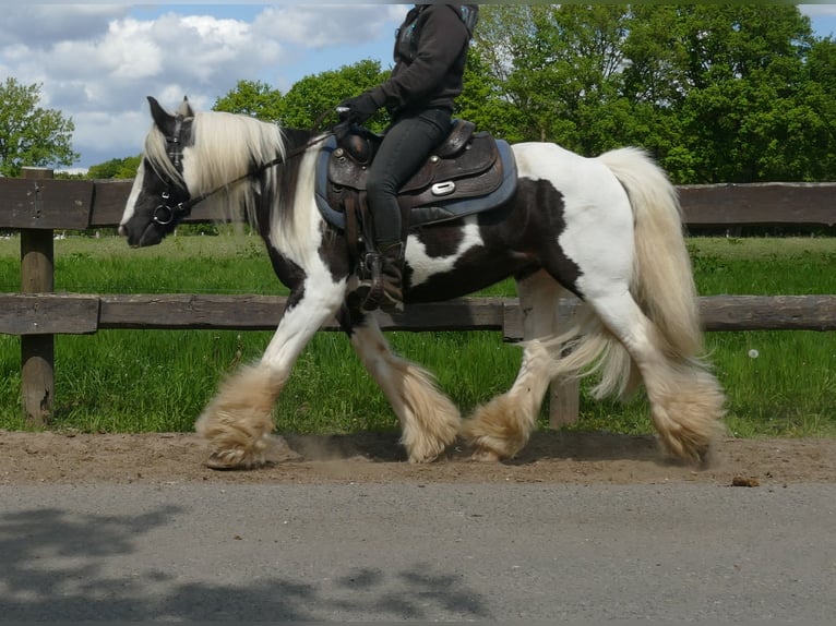 Tinker Caballo castrado 16 años 137 cm Pío in Lathen