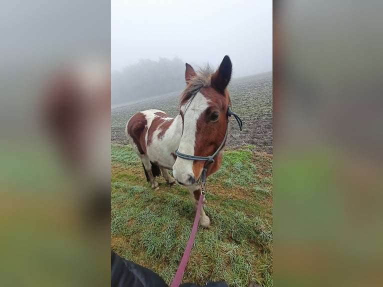 Tinker Mestizo Caballo castrado 16 años 160 cm Pío in Winsen (Aller)