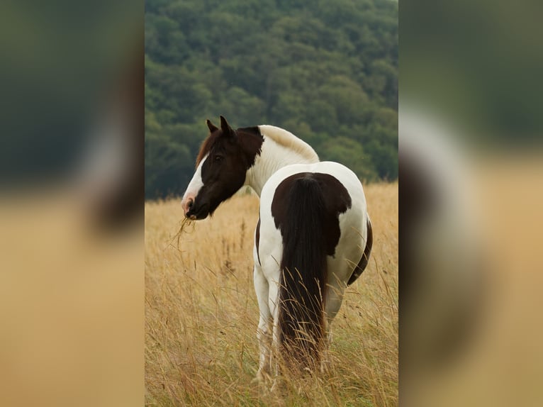 Tinker Caballo castrado 18 años 141 cm Pío in Pracht/Niederhausen