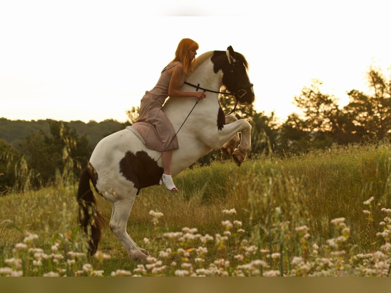 Tinker Caballo castrado 18 años 141 cm Pío in Pracht/Niederhausen