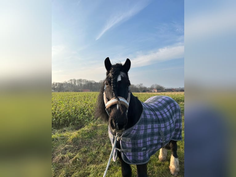 Tinker Caballo castrado 18 años 150 cm Negro in Bassum