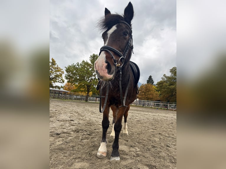 Tinker Mestizo Caballo castrado 19 años 139 cm Castaño oscuro in Reutte