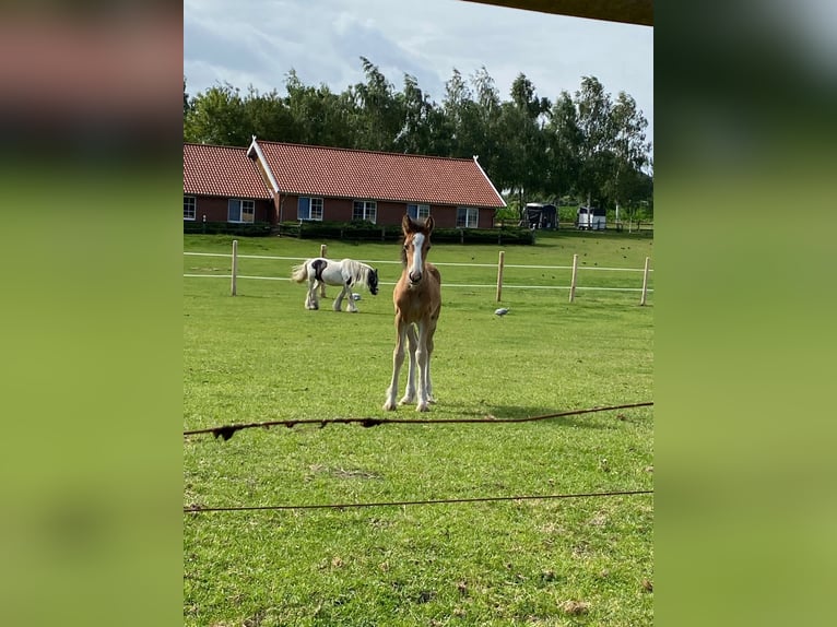 Tinker Caballo castrado 1 año 145 cm Castaño in Eggermühlen