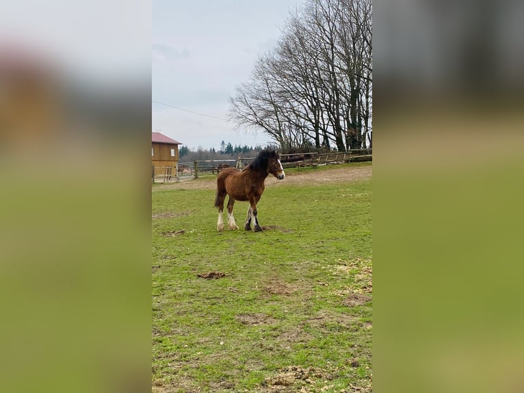 Tinker Caballo castrado 1 año 145 cm Castaño in Eggermühlen