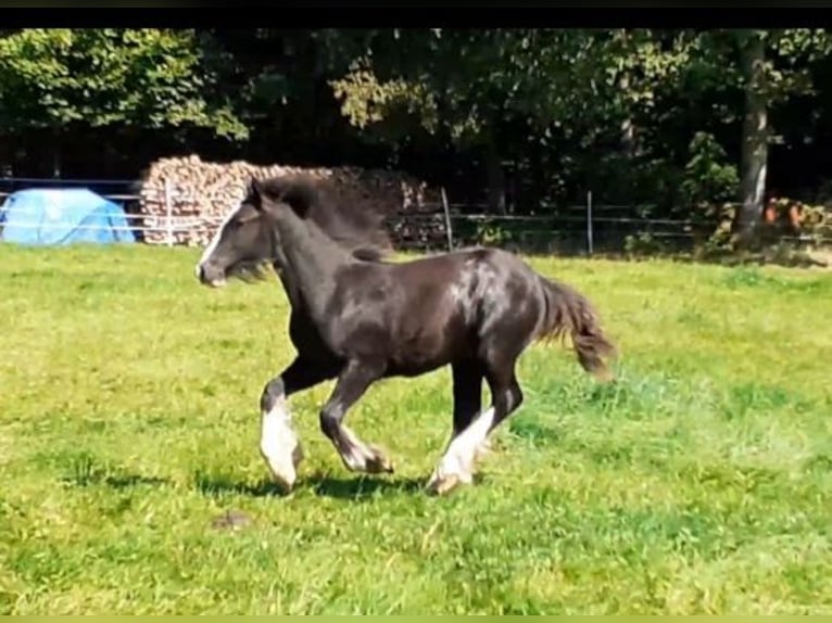 Tinker Caballo castrado 1 año 149 cm Negro in Oberzent