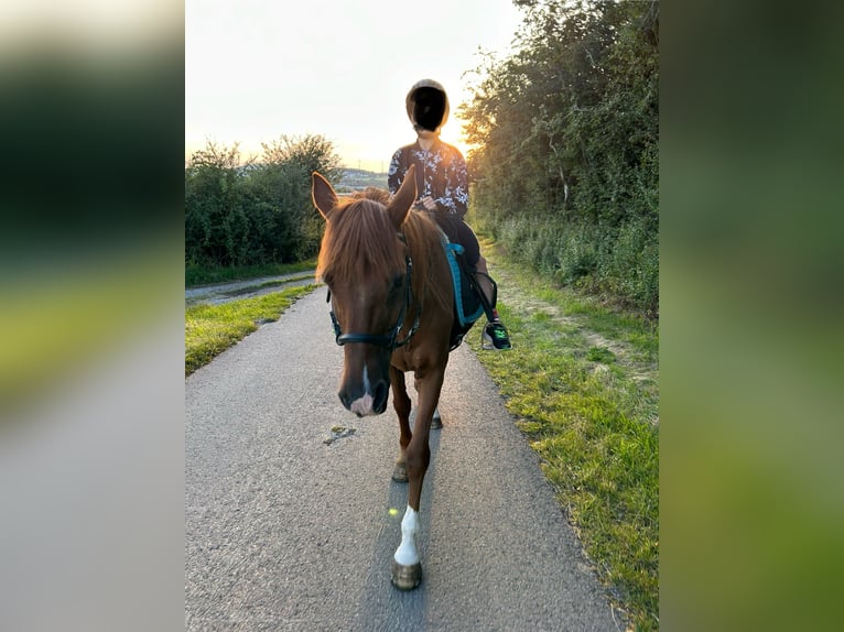 Tinker Mestizo Caballo castrado 24 años 158 cm Pío in Brilon