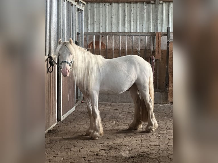Tinker Caballo castrado 2 años 127 cm Pío in Geestland