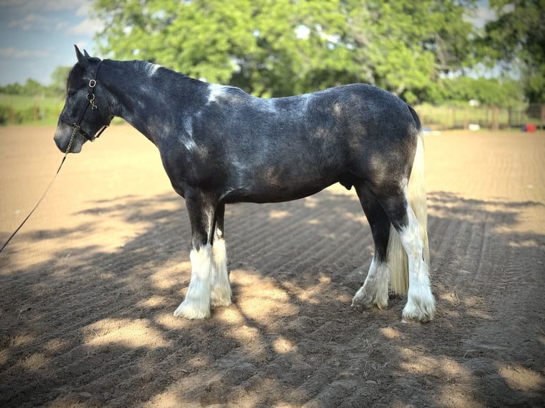 Tinker Mestizo Caballo castrado 2 años 152 cm Pío in De Leon, TX