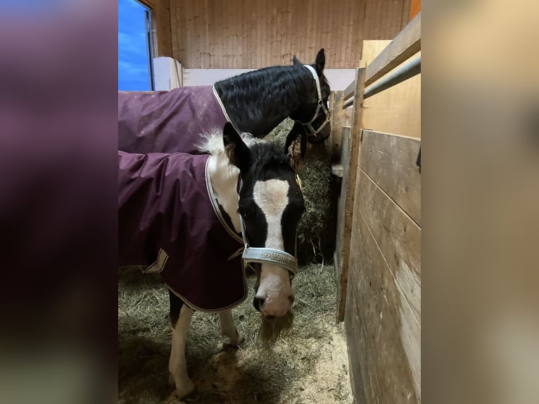 Tinker Mestizo Caballo castrado 2 años Pío in Thannhausen