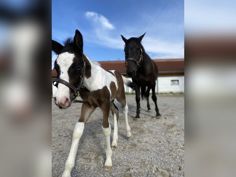 Tinker Mestizo Caballo castrado 2 años Pío in Thannhausen