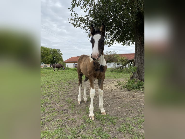 Tinker Mestizo Caballo castrado 2 años Pío in Thannhausen