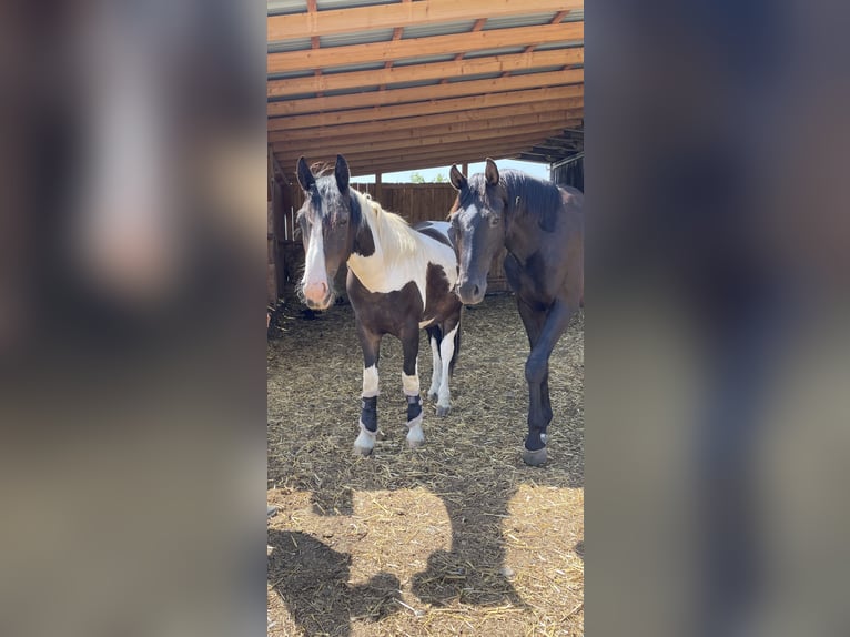 Tinker Mestizo Caballo castrado 2 años Pío in Thannhausen
