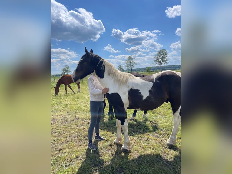 Tinker Mestizo Caballo castrado 2 años Pío in Thannhausen