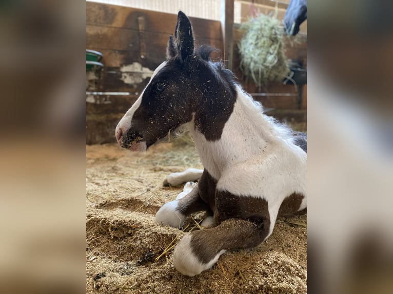 Tinker Mestizo Caballo castrado 2 años Pío in Thannhausen