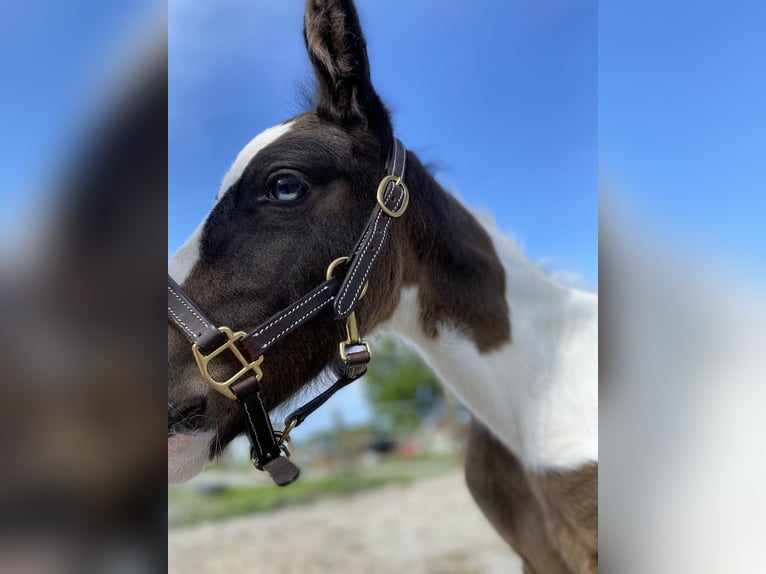 Tinker Mestizo Caballo castrado 2 años Pío in Thannhausen