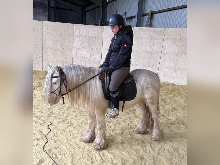 Tinker Caballo castrado 3 años 125 cm  in Daleiden