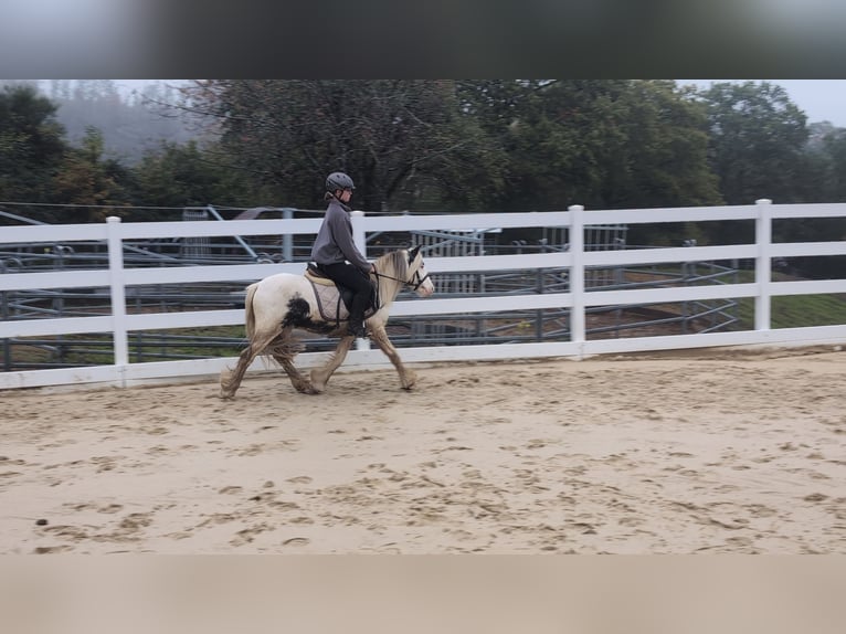 Tinker Caballo castrado 3 años 125 cm Pío in Morsbach
