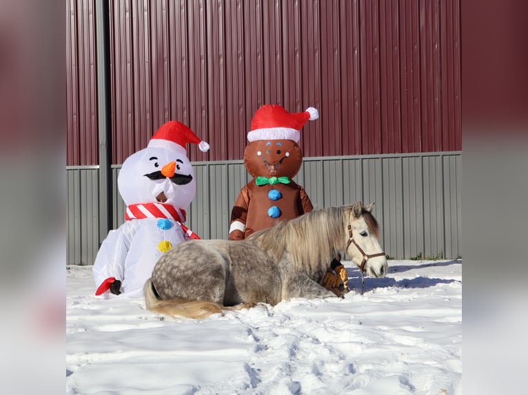 Tinker Caballo castrado 3 años 127 cm Tordo in Howell