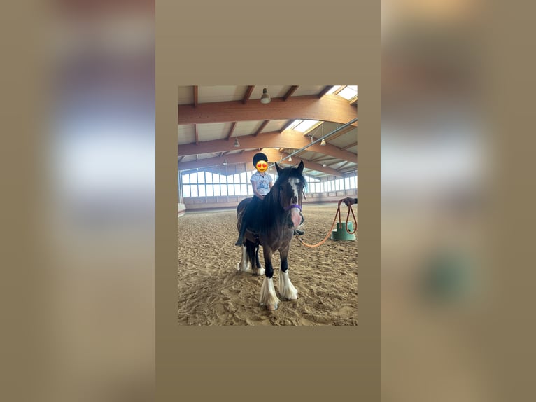 Tinker Caballo castrado 3 años 130 cm Tobiano-todas las-capas in Achstetten