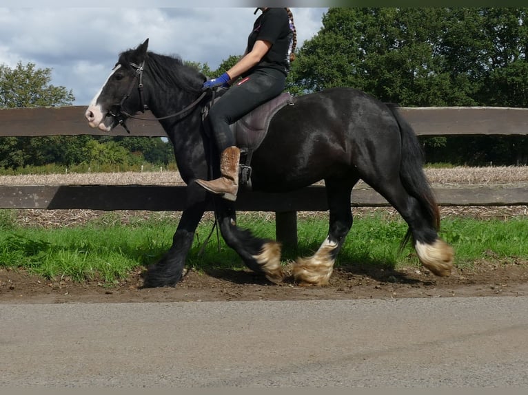 Tinker Caballo castrado 3 años 135 cm Negro in Lathen