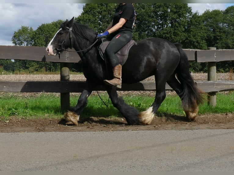 Tinker Caballo castrado 3 años 135 cm Negro in Lathen