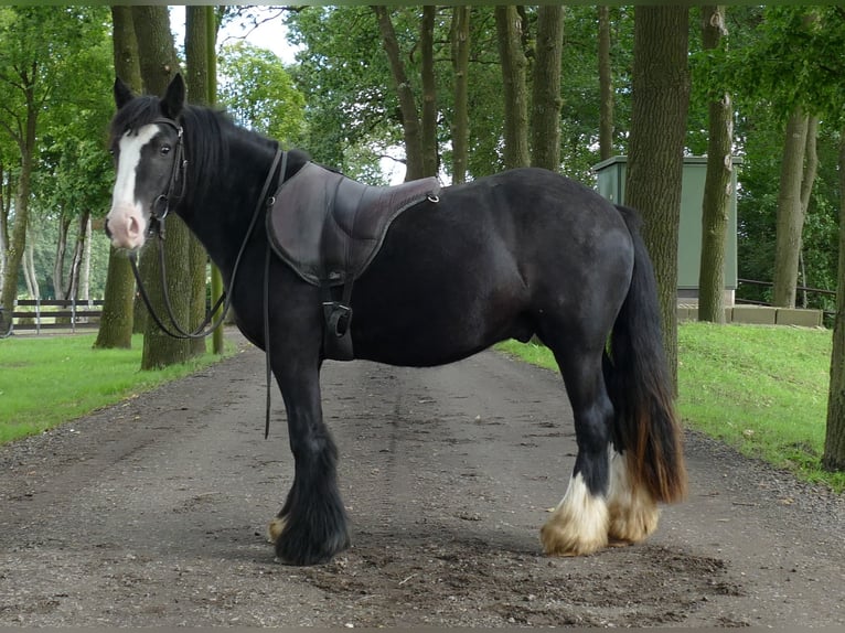 Tinker Caballo castrado 3 años 135 cm Negro in Lathen