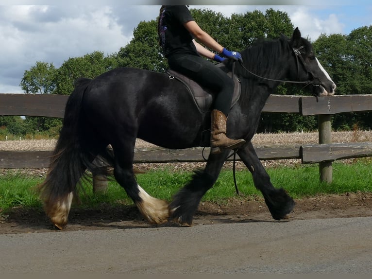 Tinker Caballo castrado 3 años 135 cm Negro in Lathen