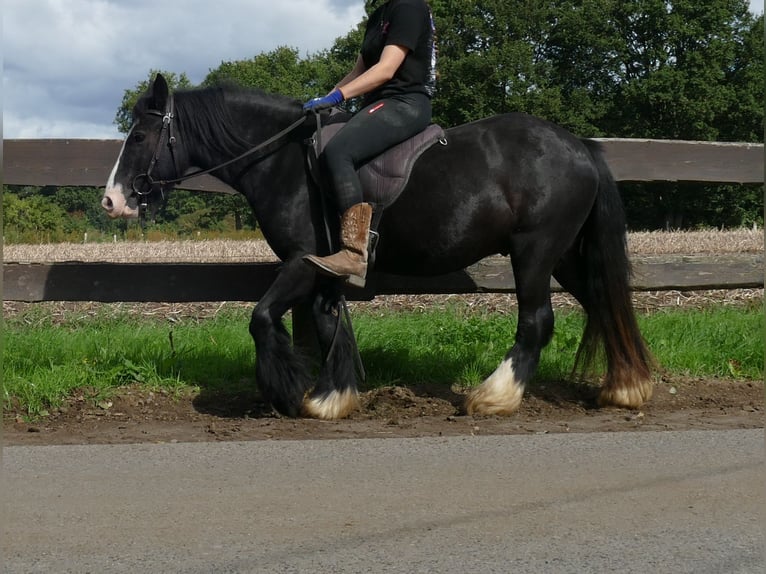 Tinker Caballo castrado 3 años 135 cm Negro in Lathen
