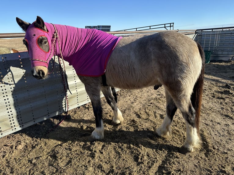 Tinker Mestizo Caballo castrado 3 años 137 cm Buckskin/Bayo in Thedford