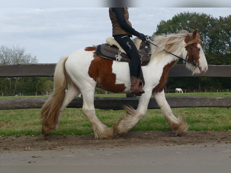 Tinker Caballo castrado 3 años 138 cm Pío in Lathen