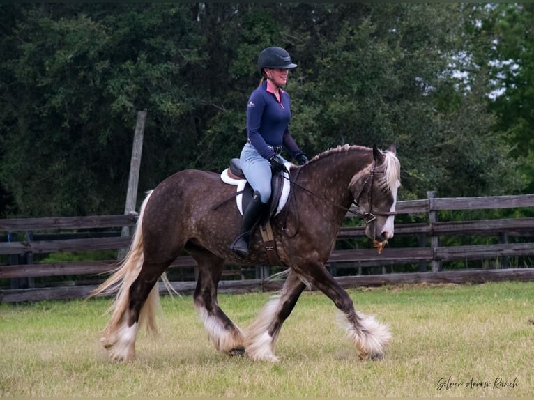 Tinker Caballo castrado 3 años 140 cm in Morriston, FL